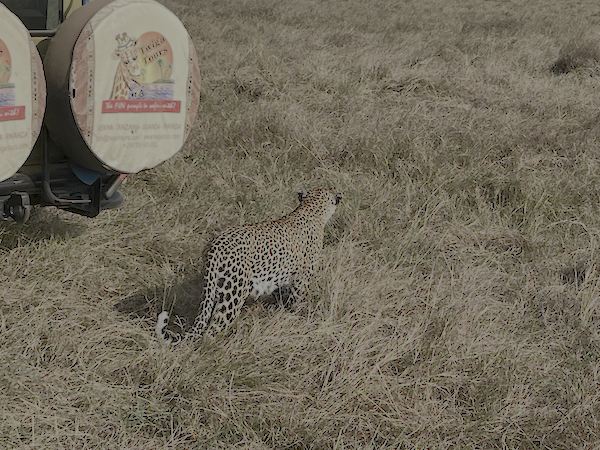 Leopard Near Safari