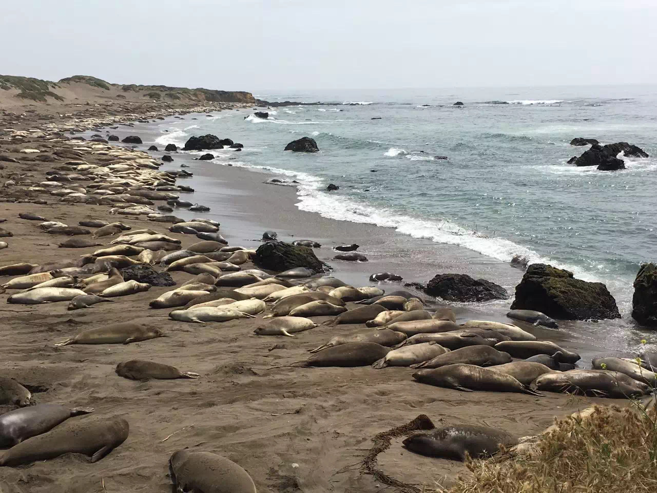 Elephant Seal
