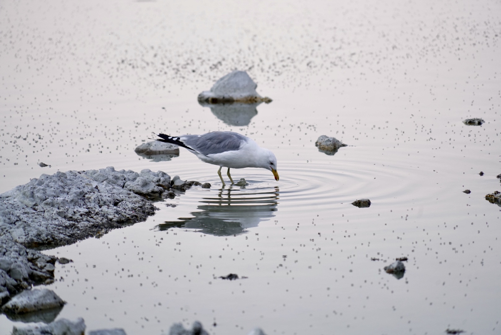 Bird at Mono Lake